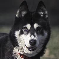 NUKA, Mixed Breed (Fundacja Głosem Zwierząt)