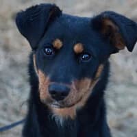 DEMI, Mixed Breed (Fundacja Głosem Zwierząt)
