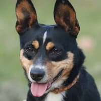 PIRI, Mixed Breed (Fundacja Głosem Zwierząt)