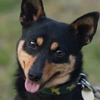 BRIDŻ, Mixed Breed (Fundacja Głosem Zwierząt)
