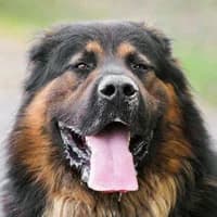 BASTER, Mixed Breed (Fundacja Głosem Zwierząt)
