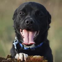 STEFEK, Mixed Breed (Fundacja Głosem Zwierząt)