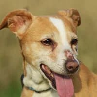 TILI, Mixed Breed (Fundacja Głosem Zwierząt)