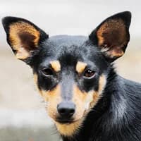 MILUSIA, Mixed Breed (Fundacja Głosem Zwierząt)