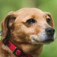 UMA, Mixed Breed (Fundacja Głosem Zwierząt)