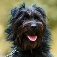 MIKO, Mixed Breed (Fundacja Głosem Zwierząt)