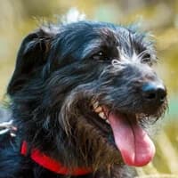 MERY, Mixed Breed (Fundacja Głosem Zwierząt)