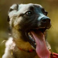 FRANKO, Mixed Breed (Fundacja Głosem Zwierząt)