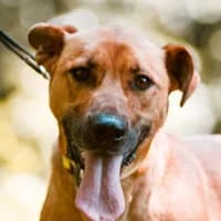 LOTTI, Mixed Breed (Fundacja Głosem Zwierząt)