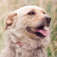 CARMEN, Mixed Breed (Fundacja Głosem Zwierząt)