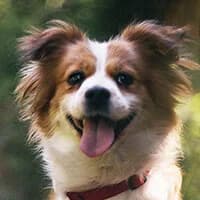PEPI, Mixed Breed (Fundacja Głosem Zwierząt)