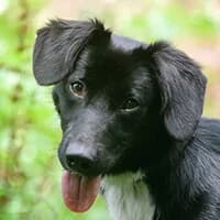 ZUMA, Mixed Breed (Fundacja Głosem Zwierząt)