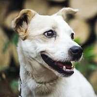 KODI, Mixed Breed (Fundacja Głosem Zwierząt)