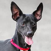 KOFIK, Mixed Breed (Fundacja Głosem Zwierząt)