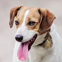 ALAN, Mixed Breed (Fundacja Głosem Zwierząt)