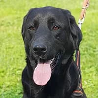 NORMAN, Mixed Breed (Fundacja Głosem Zwierząt)