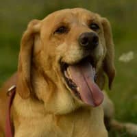 FILO, Mixed Breed (Fundacja Głosem Zwierząt)