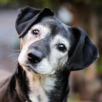 CIAPA, Mixed Breed (Fundacja Głosem Zwierząt)