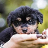 SMOCZEK, Mixed Breed (Fundacja Głosem Zwierząt)