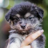 SNAPI, Mixed Breed (Fundacja Głosem Zwierząt)