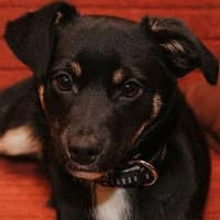 SMYK, Mixed Breed (Fundacja Głosem Zwierząt)