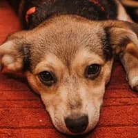 SALI, Mixed Breed (Fundacja Głosem Zwierząt)