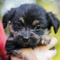 SPINKA, Mixed Breed (Fundacja Głosem Zwierząt)