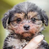 SWEETY, Mixed Breed (Fundacja Głosem Zwierząt)