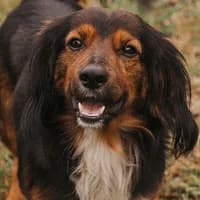 TAPS, Mixed Breed (Fundacja Głosem Zwierząt)