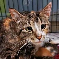 LALA, Mixed Breed (Fundacja Głosem Zwierząt)