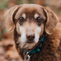 WINCENT, Mixed Breed (Fundacja Głosem Zwierząt)