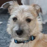 TUTTI, Mixed Breed (Fundacja Głosem Zwierząt)