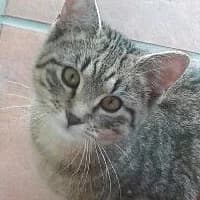 RÓŻYCZKA, female Mixed Breed for adoption at Fundacja Głosem Zwierząt, Polska