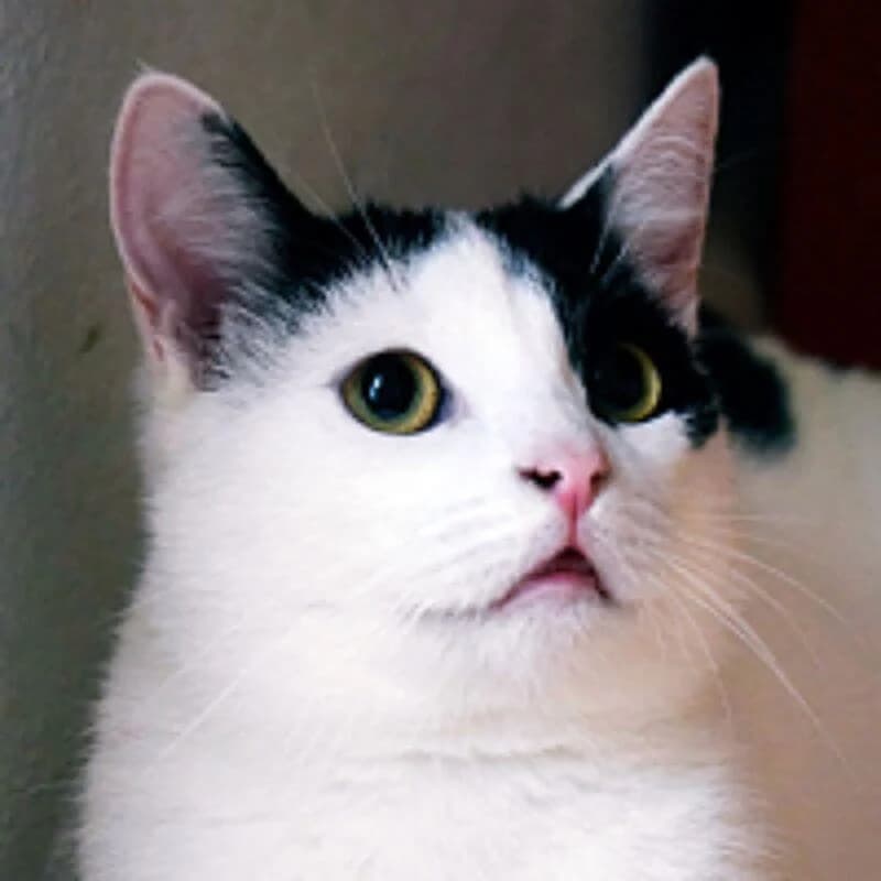 PROMYK,  Mixed Breed for adoption at Fundacja Głosem Zwierząt, Polska