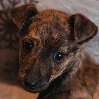 COCO, Mixed Breed (Fundacja Głosem Zwierząt)