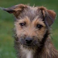 DOTI, Mixed Breed (Fundacja Głosem Zwierząt)