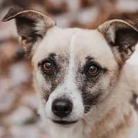 LILI, Mixed Breed (Fundacja Głosem Zwierząt)