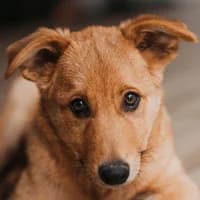 JUNIOR, Mixed Breed (Fundacja Głosem Zwierząt)