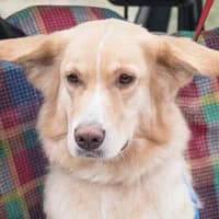 KLARA, Mixed Breed (Fundacja Głosem Zwierząt)