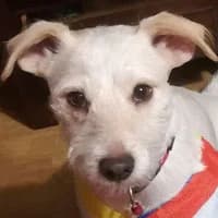 ELVIS, Mixed Breed (Fundacja Głosem Zwierząt)