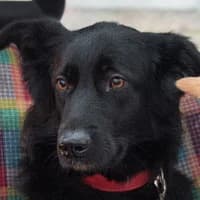 BELLA, Mixed Breed (Fundacja Głosem Zwierząt)