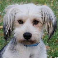 DOBIŚ, Mixed Breed (Fundacja Głosem Zwierząt)