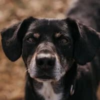 HOMI, Mixed Breed (Fundacja Głosem Zwierząt)