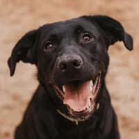 BORI, Mixed Breed (Fundacja Głosem Zwierząt)