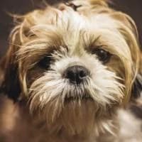 Tasia, Mixed Breed (Fundacja Głosem Zwierząt)