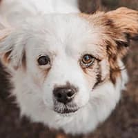 LEICA, Mixed Breed (Fundacja Głosem Zwierząt)