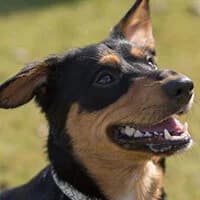 KARMELEK, Mixed Breed (Fundacja Głosem Zwierząt)
