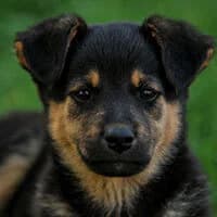 KINIO, Mixed Breed (Fundacja Głosem Zwierząt)