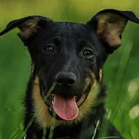 KARUŚ, Mixed Breed (Fundacja Głosem Zwierząt)