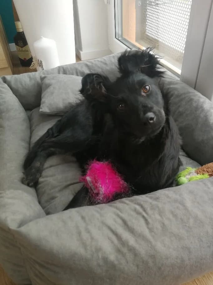 FUGA, Mixed Breed (Fundacja Głosem Zwierząt)
